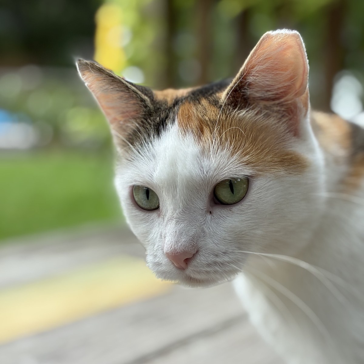 Cinnamon, a calico cat with an orange patch over one ear and a black patch over the other